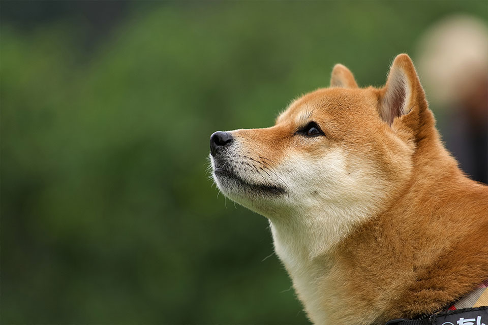 ペットも一緒に